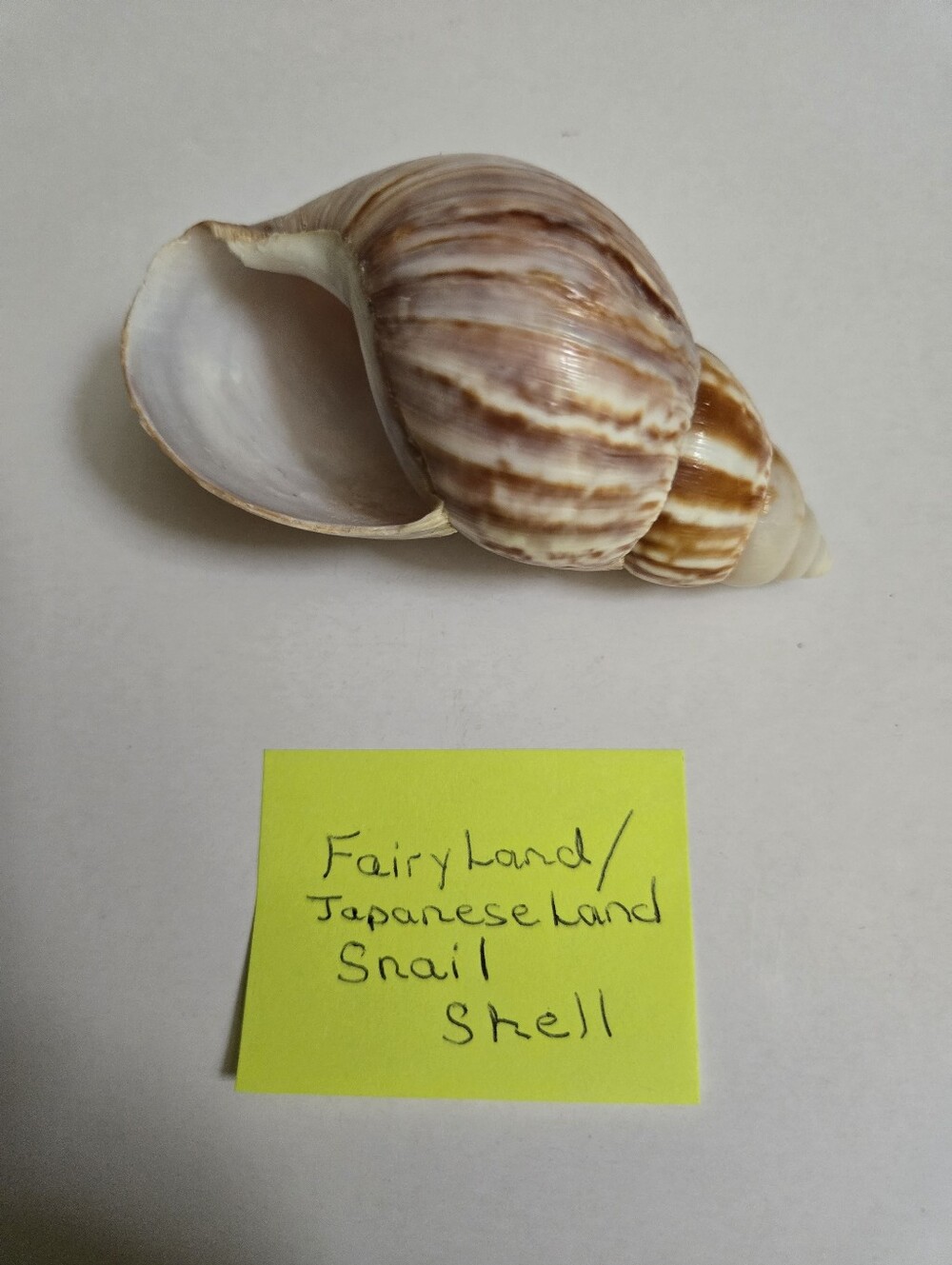 Set /3 Sea Shells - Picture 13 of 16